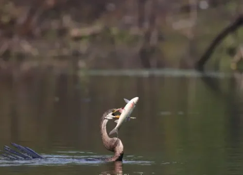 BIRD WATCHING TRIP IN NORTHERN INDIA