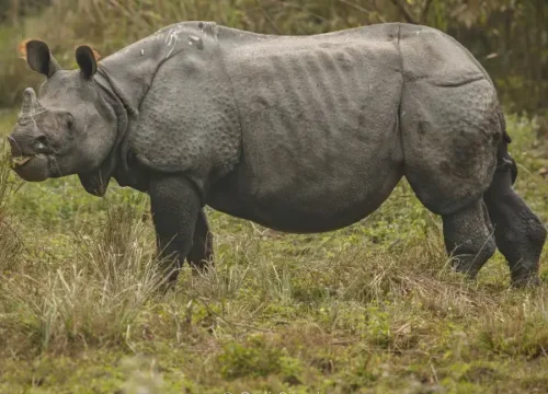 EXPERIENCE IN THE WILDLIFE OF ASSAM