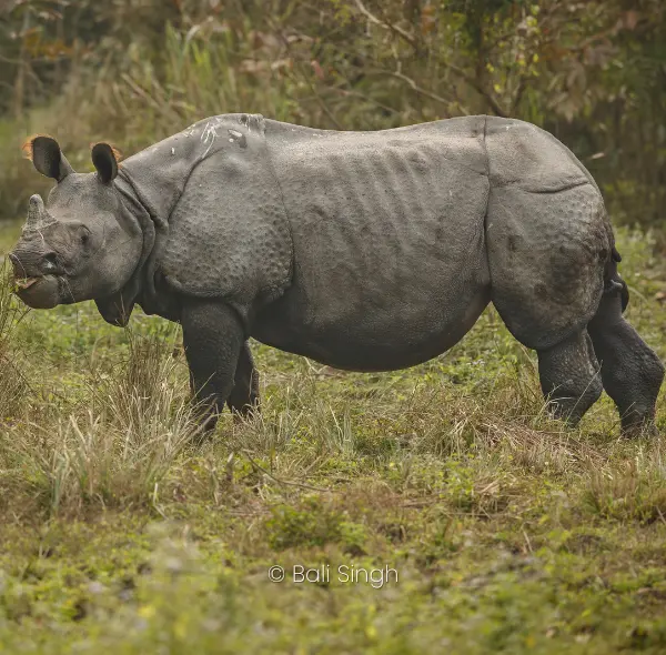 EXPERIENCE IN THE WILDLIFE OF ASSAM