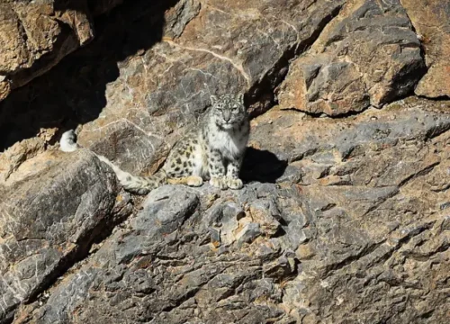 IN SEARCH OF THE SNOW LEOPARD