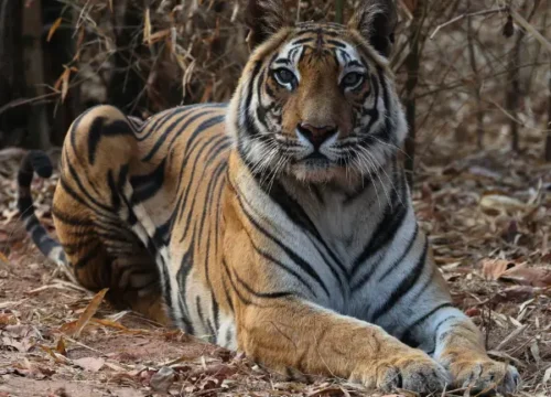 TIGER RESERVES IN THE TERAI REGION
