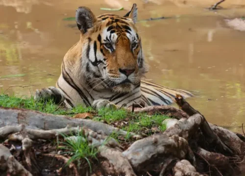 TREASURES OF INDIAN WILDLIFE
