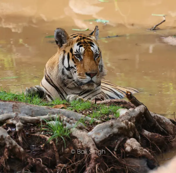 TREASURES OF INDIAN WILDLIFE